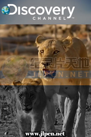 狮群的日与夜 第01集