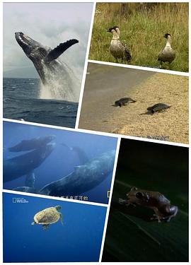 野性夏威夷 第01集